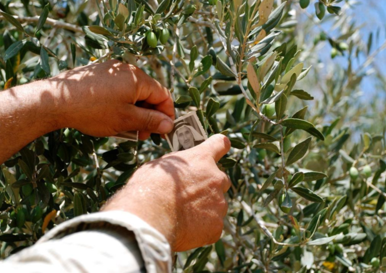 Seeds of Resilience in Palestinian Agriculture